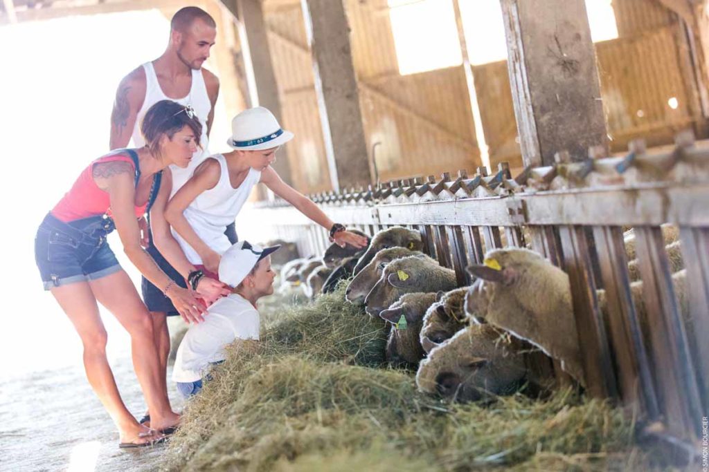 animaux de la ferme du camping ecoresponsable en Vendée